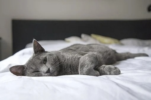 mačka na posteli